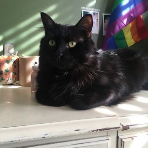 Meet your Posher, Holly